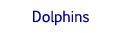 dolphin cards