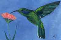 Humming Bird