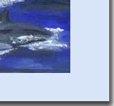 hand made dolphin greeting card