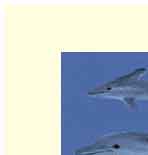 handmade greeting card displaying dolphins and mermaid