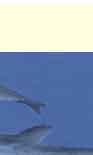 dolphin greeting card