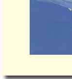 three dolphins greeting card