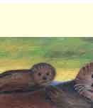 baby otter greeting card