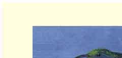 humming bird greeting card