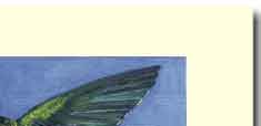 humming bird wing handmade greeting card