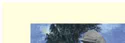 santa barbara dolphins greeting card