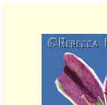 star gazer lily greeting card