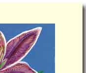 star lily handmade greeting card