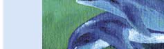 dophins playing greeting  card