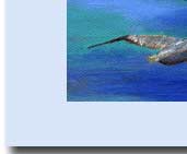 pelicans flying greeting card