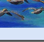 pelicans in flight to islands handmade greeting card
