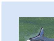 dolphin tail greeting card