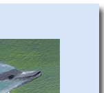 dolphin face greeting card