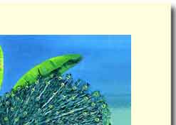 peacock tail handmade greeting card