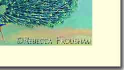 peacock feathers in peacock themed greeting card