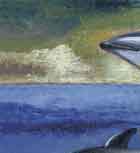dolphin handmade greeting cards and matted art prints