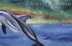 sea life greeting cards and stationary